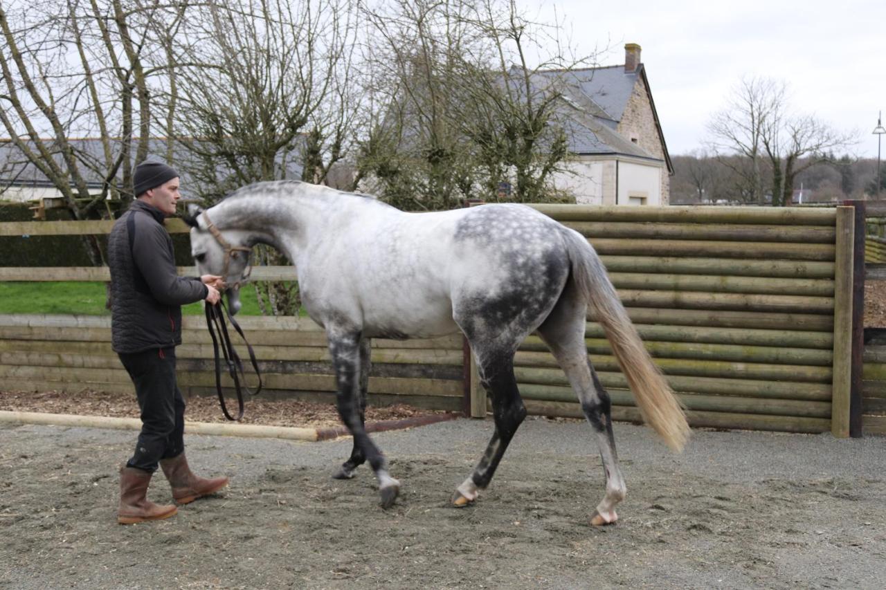 Decouverte D'Un Haras Proche Du Mont St Michel Hambye Exteriér fotografie