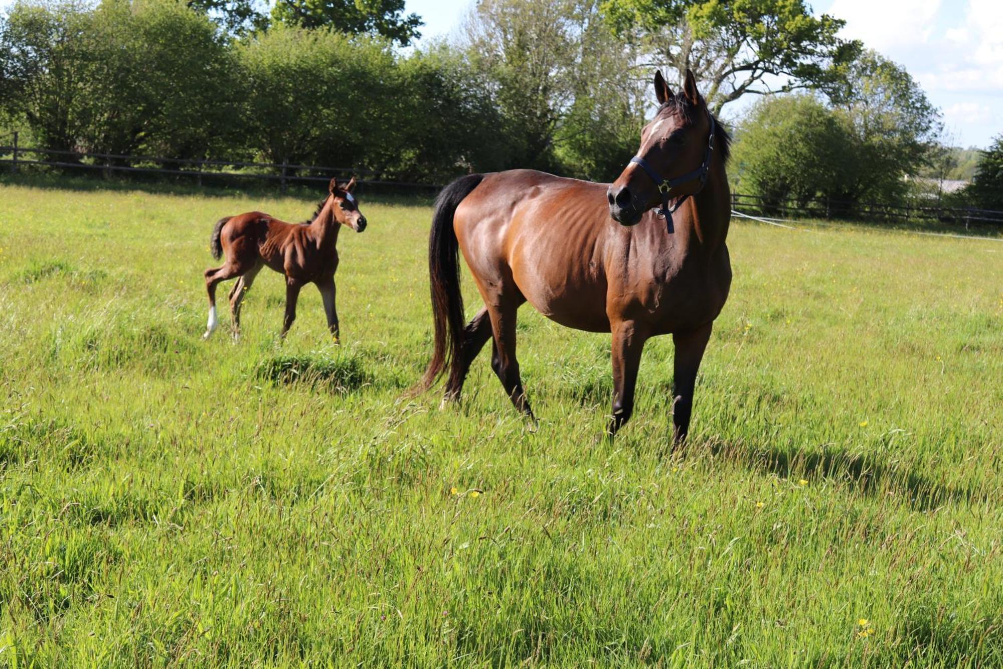 Decouverte D'Un Haras Proche Du Mont St Michel Hambye Exteriér fotografie