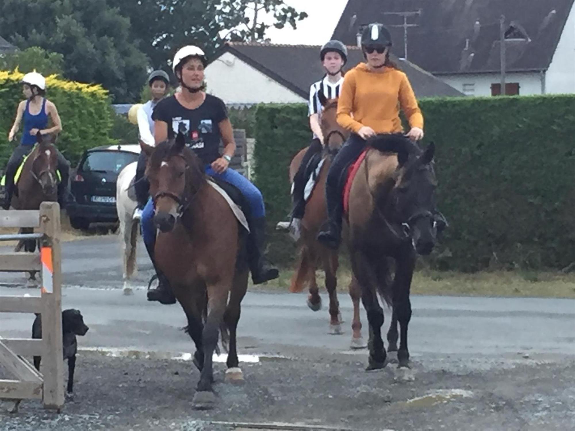 Decouverte D'Un Haras Proche Du Mont St Michel Hambye Exteriér fotografie