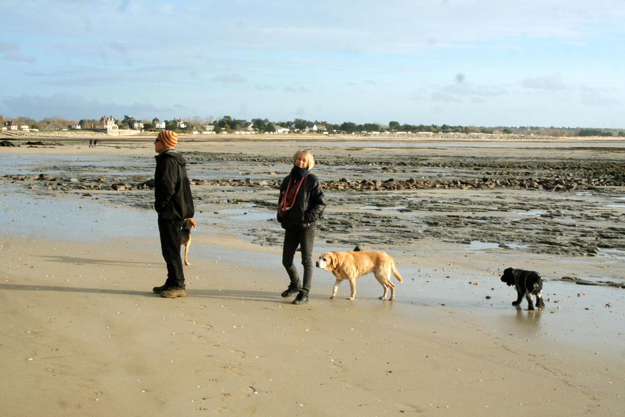 Decouverte D'Un Haras Proche Du Mont St Michel Hambye Exteriér fotografie