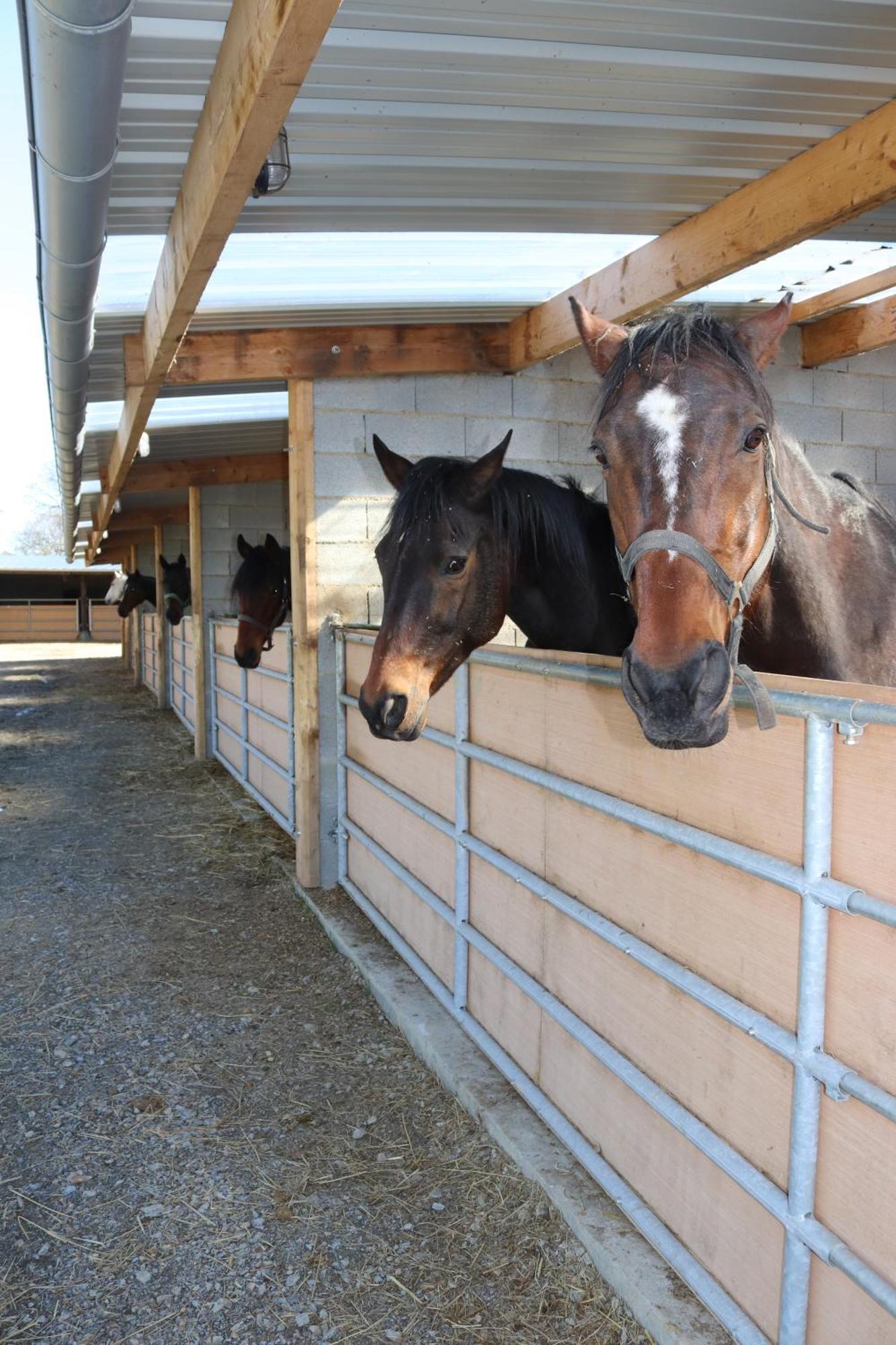 Decouverte D'Un Haras Proche Du Mont St Michel Hambye Exteriér fotografie