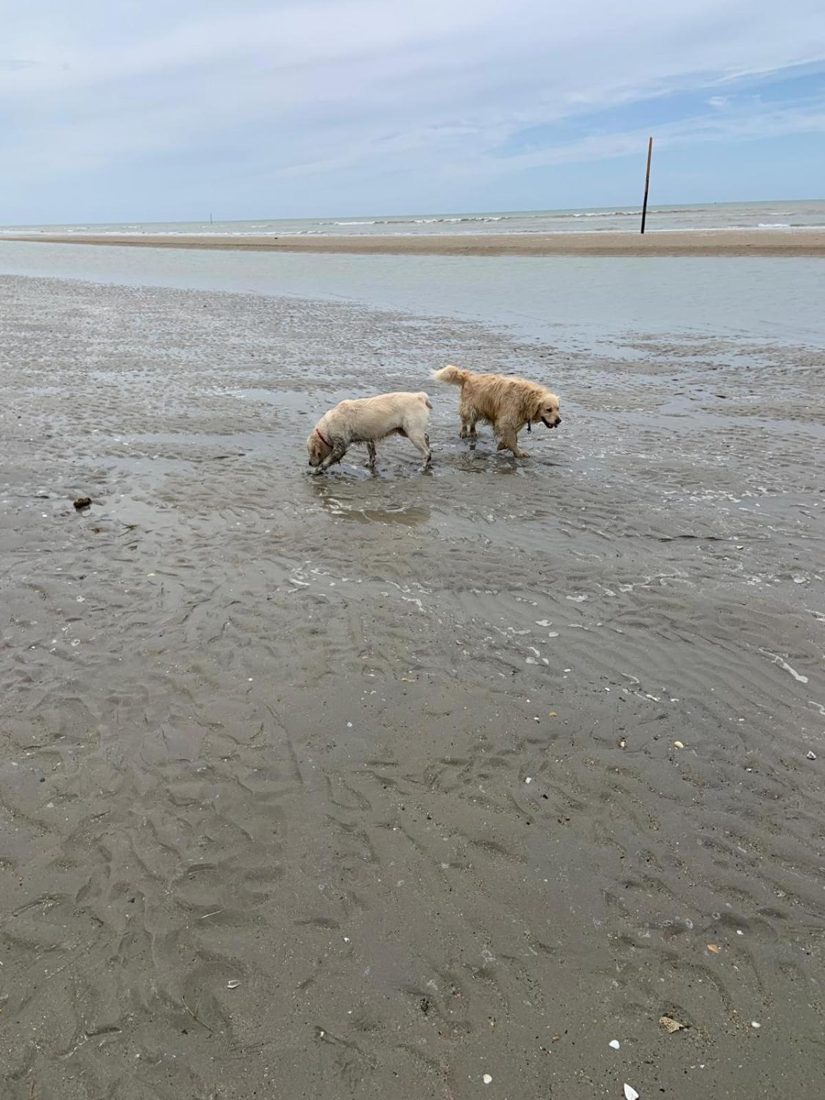 Decouverte D'Un Haras Proche Du Mont St Michel Hambye Exteriér fotografie